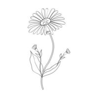 Arnica herb isolated vector