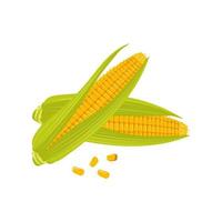 Set of corn cobs with leaves and grains. Summer and autumn harvest vector