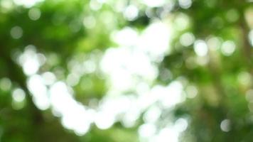 Loop beautiful sunlight shining blurry green nature bokeh video