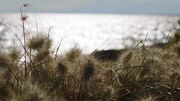 cañas en el viento video