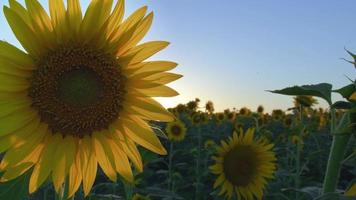Sunflowers in Green Nature video
