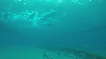 delfines nadando en el mar rojo, eilat israel video