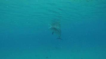 golfinhos nadando no mar vermelho, eilat israel video