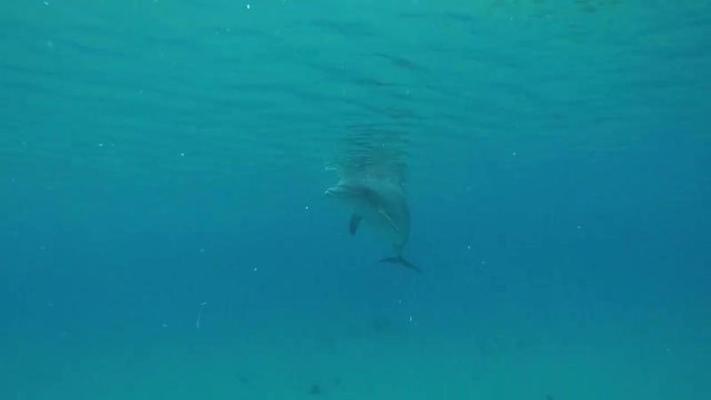 海豚影片