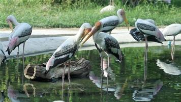 Painted Stork find food in Pond video
