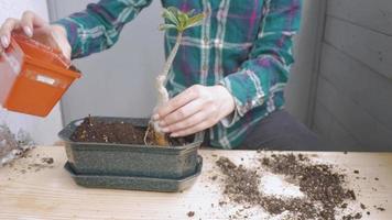 vrouw plant een plantenboom video
