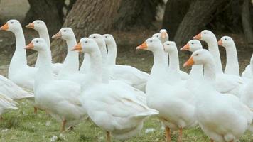 una bandada de gansos o patos blancos video