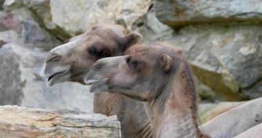 Close up Portrait of Camel video