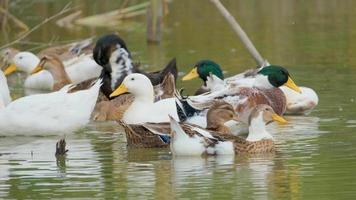 muchos patos en el estanque video