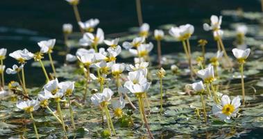 Many Flowers in The Pond video