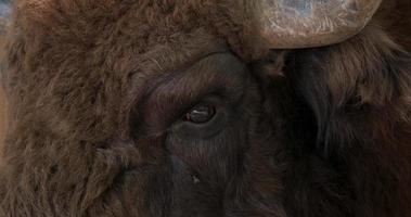 close-up do bisão video