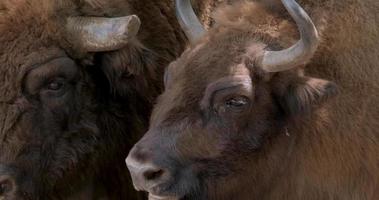 close up de bisontes video