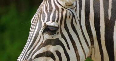 close up retrato de zebra video