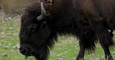 close-up de um bisonte video