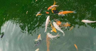 Koi-Fische im grünen Teich video