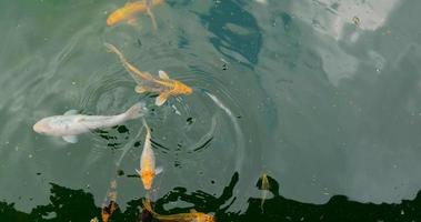 muchos peces koi en el estanque verde video