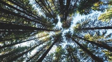 bela floresta de pinheiros no outono video