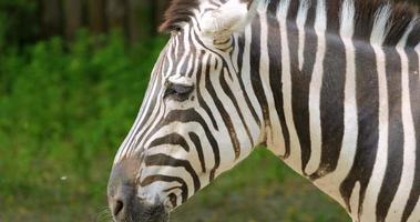 retrato de zebra video