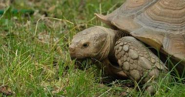 la tartaruga africana spronata mangia l'erba video