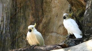 Yellow Crested Cockatoo on Wood in front of Waterfall
