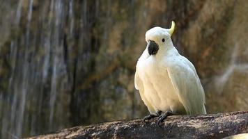Yellow Crested Cockatoo on Wood in front of Waterfall