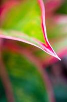 Beautiful color on leaf of Aglaonema 'Siam Aurora' photo