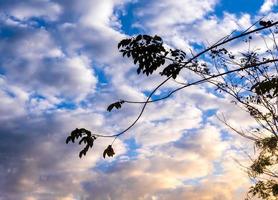 Silhouette bunch of trees and vivid colors of the evening sky photo