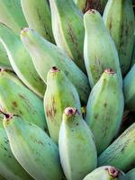 Bunch of Silver Bluggoe on a banana tree photo