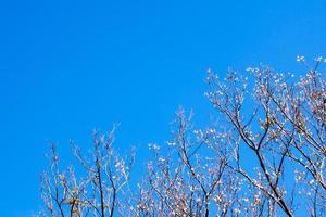 Olla seca de padauk en árbol de hoja caduca en la temporada de otoño foto