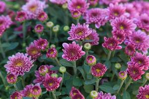 Winter background of chrysanthemum photo