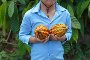 mazorcas de cacao frescas en manos de los agricultores foto