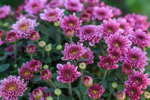 Winter background of chrysanthemum photo