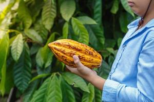 mazorcas de cacao frescas en manos de los agricultores foto