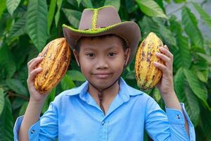 mazorcas de cacao frescas en manos de los agricultores foto