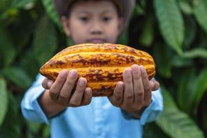 mazorcas de cacao frescas en manos de los agricultores foto