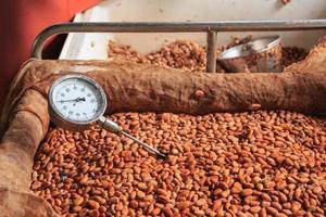 medir la temperatura de los granos de cacao fermentados. foto