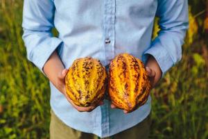 mazorcas de cacao frescas en manos de los agricultores foto