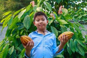 mazorcas de cacao frescas en manos de los agricultores foto