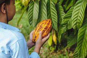 mazorcas de cacao frescas en manos de los agricultores foto