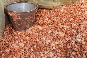 Fresh cocoa beans and Fresh cocoa seed in a bucket to make chocolate photo