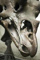 fósil de esqueleto de dinosaurio prehistórico antiguo foto