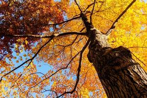 Yellow leaves and branches in Autumn photo