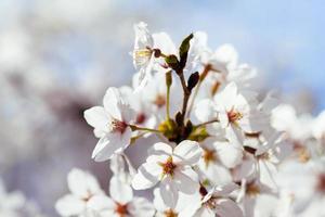 Cherry Blossoms at Tidal Basin. photo