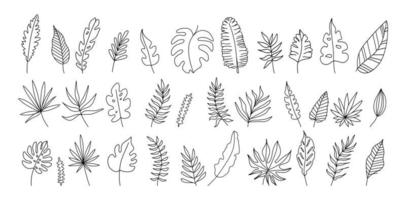 hojas exóticas establecer ilustración vectorial en blanco y negro vector