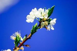 Beautiful cherry blossoms photo