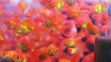 grupp guldfiskar som simmar i fisketank video