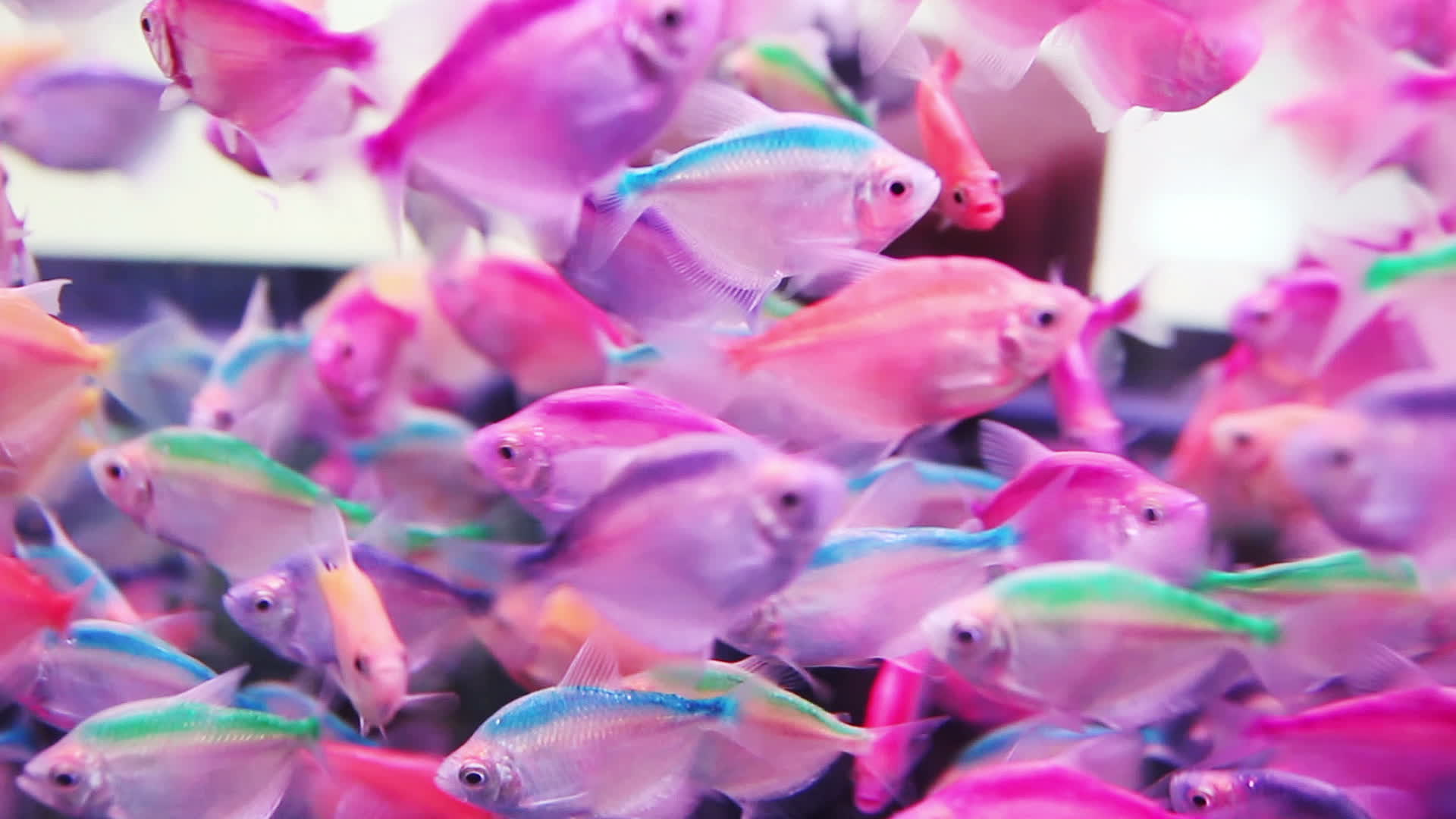 Beautiful Rainbowfish Swimming in Fish Tank 3137130 Stock Video at Vecteezy