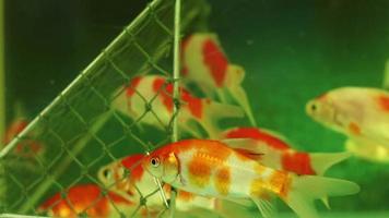 carpe koi con porta da calcio in acquario video