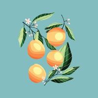 Peaches and apricots on tree branches. vector