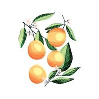 Peaches and apricots on tree branches. Isolated vector